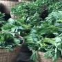 légumes feuilles frais et surgelés depuis togo.