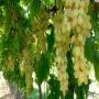 fruit et légumes marocain de hautes qualités 