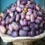 comment exporter les prunes africaine (safou)