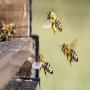 gelee royale et venin d'abeille - apitoxine 