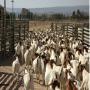 saanen goats ,  alpine goats , boer , kalahari 