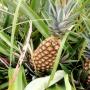 vente d'exportation | ananas 