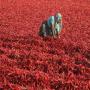 piment rouge niora-maroc