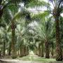 vente d'une plantation depalmier à huile