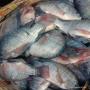 tilapia congele origine vietnam et indonesie 