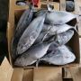 stocks de poissons surgeles de chine a vendre