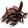 carob from morocco