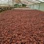 du cacao à vendre depuis le cameroun 