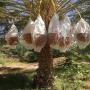 dattes deglet enour tunisie/ tunisian dates 