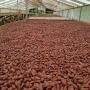 cacao à vendre aux clients mondiaux en vrac!.