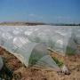 italiens qui veulent recevoir des légumes bio