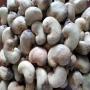 raw cashew nuts available 2022 season