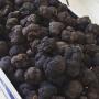 truffes,  tuber melanosporum,  