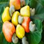 noix de cajou / cashew nuts