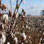 noix de cajou  et du coton en destockage