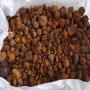 cattle gallstones