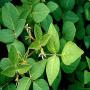 vente de desmodium adscendens ... 