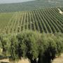 85ha of olive trees to rent north tunisia