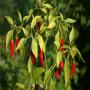 achetez piment bec d'oiseau bio de côte d'ivoire 