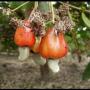 noix de cajou et maïs en provenance du bénin. 