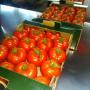 tomate disponible pour l'export