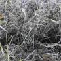 alfalfa & spring barley straw mixed