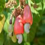 cashew sale