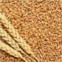 top quality wholesale wheat grain for sale