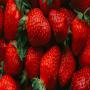 fraises fraiches 