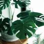 grand déstockage de monstera variégata aurea