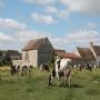 vaches laitière et viandes 