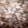 500 tons of raw cashew nuts in stock for sale