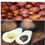 snake fruit