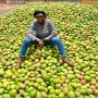 vente de mangue