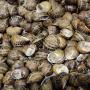 escargots