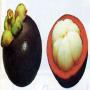 mangosteen