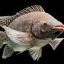 tilapia bio frais disponible chez scoops espoir