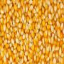 yellow corn-gmo (a)