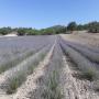 aceite esencial lavanda