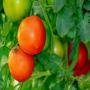 tomates et autres produits maraîchers en vente