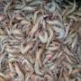 crevettes fraiches disponibles pour l'exportation