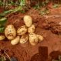 vente pommes de terre carotte et oignons 