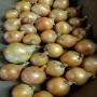 oignons / onions available