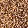 searching for usa sorghum seeds