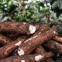 manioc frais , sec