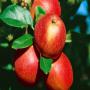  vente directe  de producteur pommes meuse 