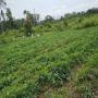 patate douce biologique du cameroun (80 tonnes)