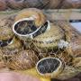 escargots aspersa 