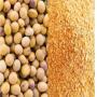 soybeans gmo / non gmo