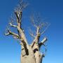 keimbare samen von adensonia digigata baobab